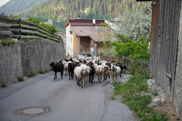 Spaziergang in Nauders: Dorfleben pur