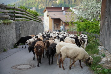 Spaziergang in Nauders: Dorfleben pur