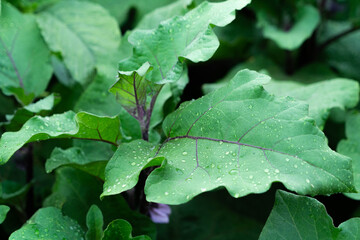 Bed of growing bushes of eggplant in a greenhouse. Organic agriculture, farming concept. Horizontally framed shot.
