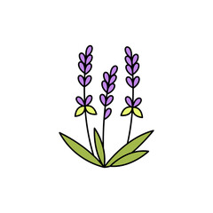 Lavender olor line icon. Essential oils. Pictogram for web page, mobile app, promo.