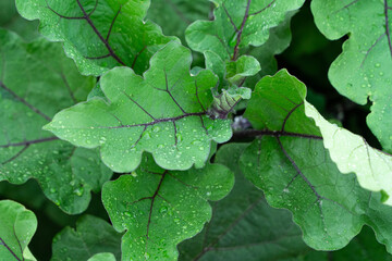 Bed of growing bushes of eggplant in a greenhouse. Organic agriculture, farming concept. Horizontally framed shot.