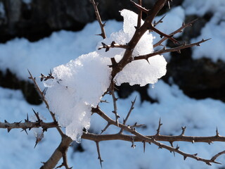 La neige s'accroche à l'hiver sur les branches alors que le printemps arrive à Valbonne. Le...