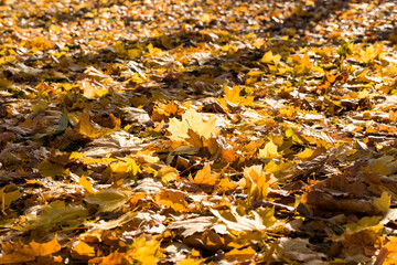 dried and fallen foliage