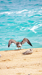 Gaviotas en la playa de Lloret de Mar, Girona, Catalunya, España, Europa