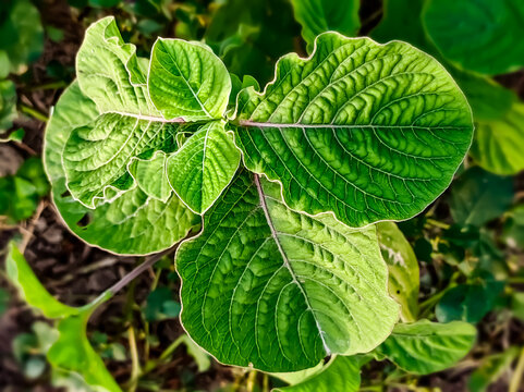 leaf on the ground focus on leaf.