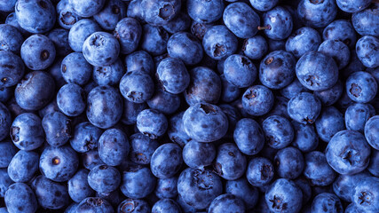 Heap of ripe blueberries, close-up - berry background with a beautiful texture of berries, top view, panoramic view
