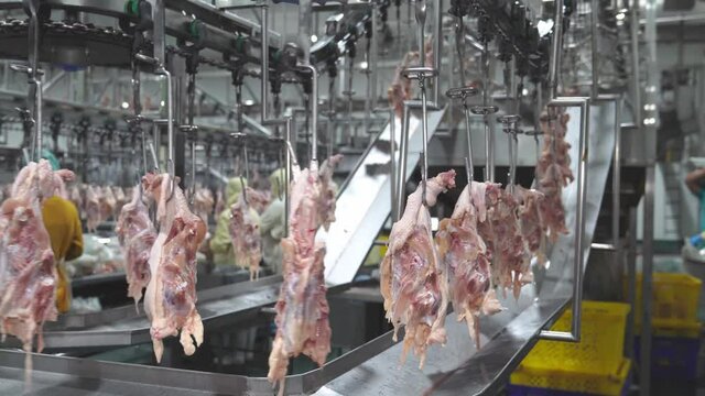 chicken carcasses turn on rail during processing at poultry factory.