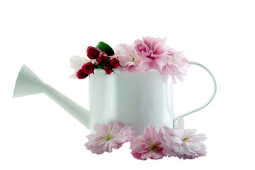 watering can for indoor with pink blooming flowers isolated