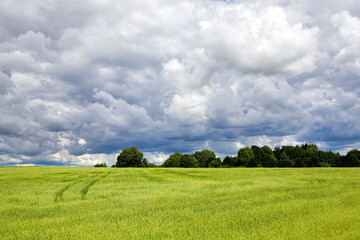 summer landscape with green cereals