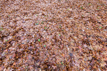 Rotten foliage of maple