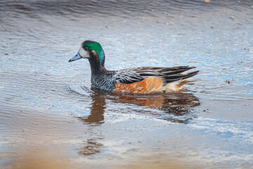 chiloé wigeon (anas sibilatrix) swimming in sea