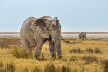 African elephants (Loxodonta africana) in the savannah of etosha national park, Namibia

