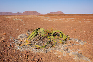 Desolate desert landscape with table mountains and Welwitschia plant (Welwitschia mirabilis), Namib...