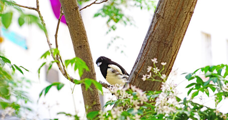 Magpie on a tree branch