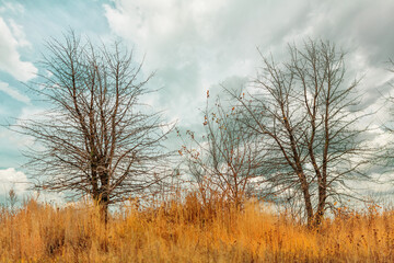 Autumn view of leafless trees and dry grass on a background of cloudy sky - 443593837