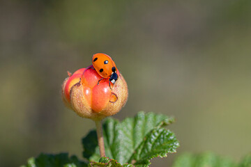 cloudberry,
Rubus chamaemorus
