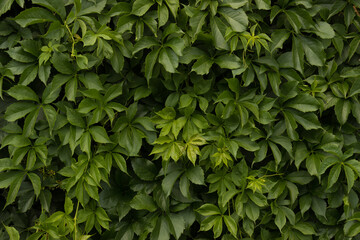 Wild grapes leaves background.  Wall from plants