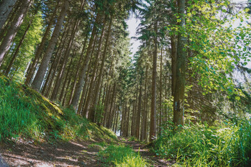 Fototapeta na wymiar Weekend getaway in hochsauerlandkreis forest walk paths