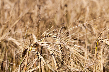 agricultural fields eastern Europe