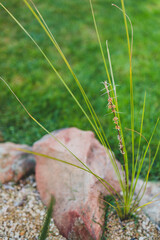 native Australian lomandra grass plant with flowers and seed pods outdoor in sunny backyard