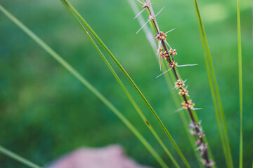 native Australian lomandra grass plant with flowers and seed pods outdoor in sunny backyard