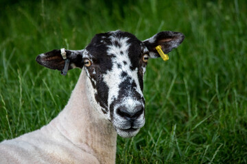 Fototapeta premium Puzzled sheep staring at camera