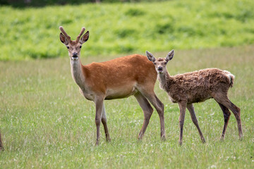 Naklejka na ściany i meble mother and fawn (red deer)