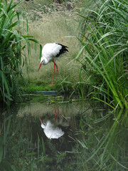White stork, Ciconia ciconia in its natural habitat    