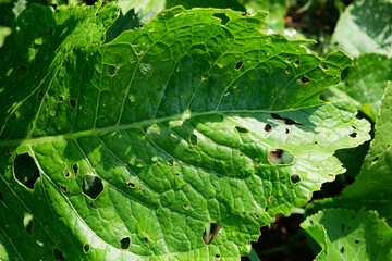 Cabbage damaged by insects pests close-up. Head and leaves of cabbage in hole, eaten by larvae butterflies and caterpillars. Consequences of the invasion butterflies Pieris brassicae.