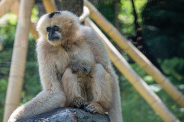 Gibbon
