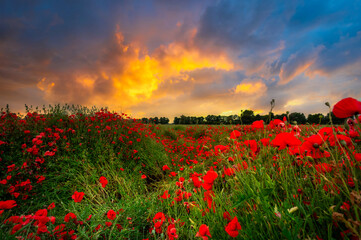 Blooming poppy fields at sunset in Poland