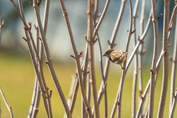 The house sparrow (Passer domesticus) is a bird of the sparrow family Passeridae, found in most...