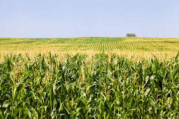 agricultural landscape with rows of green corn