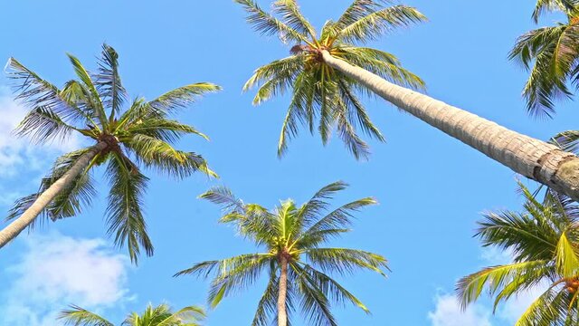 Coconut palm trees on cloudy sky background, look up in tropical island