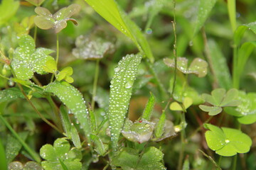 early morning dew on another type of grass