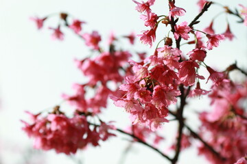 Sakura blossom season in Japan