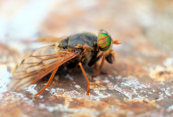 Horsefly or Gadfly or Horse Fly Diptera Insect Macro