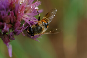 Hover Flies are common garden visitors, sipping nectar from flowers. Some flies are mimics -- they have black and yellow bands that make them look like bees and wasps.
