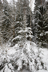 pine trees in winter