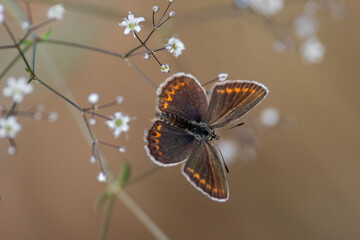 Polyommatus icarus sit on the flower and grass, summer and spring scene. 
Common blue butterfly