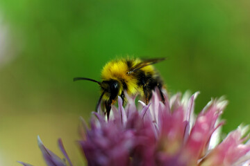 A macro shot of a bumblebee collecting pollen from a butterfly bush.
