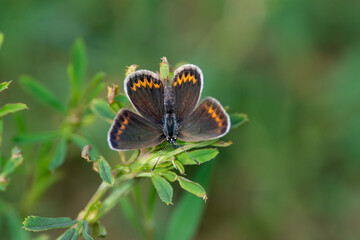 Polyommatus icarus sit on the flower and grass, summer and spring scene. 
Common blue butterfly