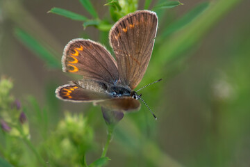 Polyommatus icarus sit on the flower and grass, summer and spring scene. 
Common blue butterfly