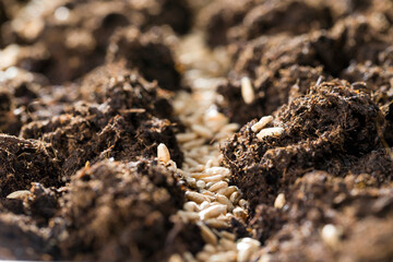 wheat grain