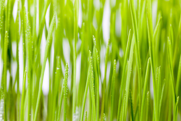 Fototapeta na wymiar close-up of young green grass