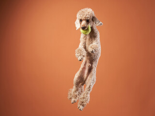 Funny active dog jumping. happy small poodle on orange background