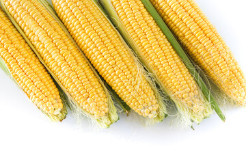 Yellow fresh raw corn plant on white background, top view, copy space, food concept.