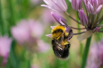 A macro shot of a bumblebee collecting pollen from a butterfly bush.