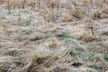 Long and dry grass