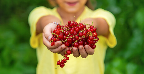 The child is harvesting red currants. Selective focus. © yanadjan